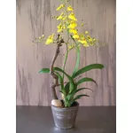 Vaso di Oncidium gialle