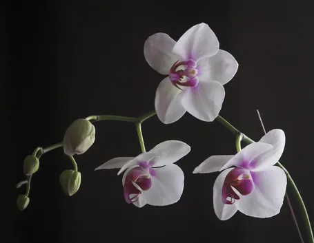Irrigazione dell'Orchidea Phalaenopsis