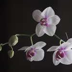 Irrigazione dell'Orchidea Phalaenopsis
