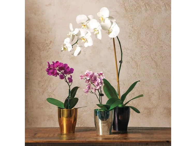 Orchidea Phalaenopsis in vaso