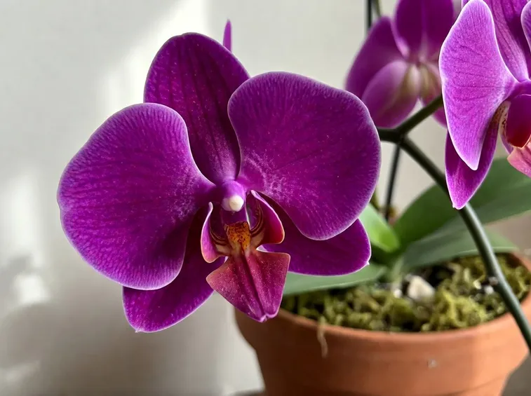concimare Orchidea Phalaenopsis