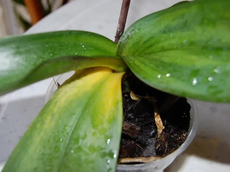 Ingiallimento delle foglie dell'Orchidea Phalaenopsis