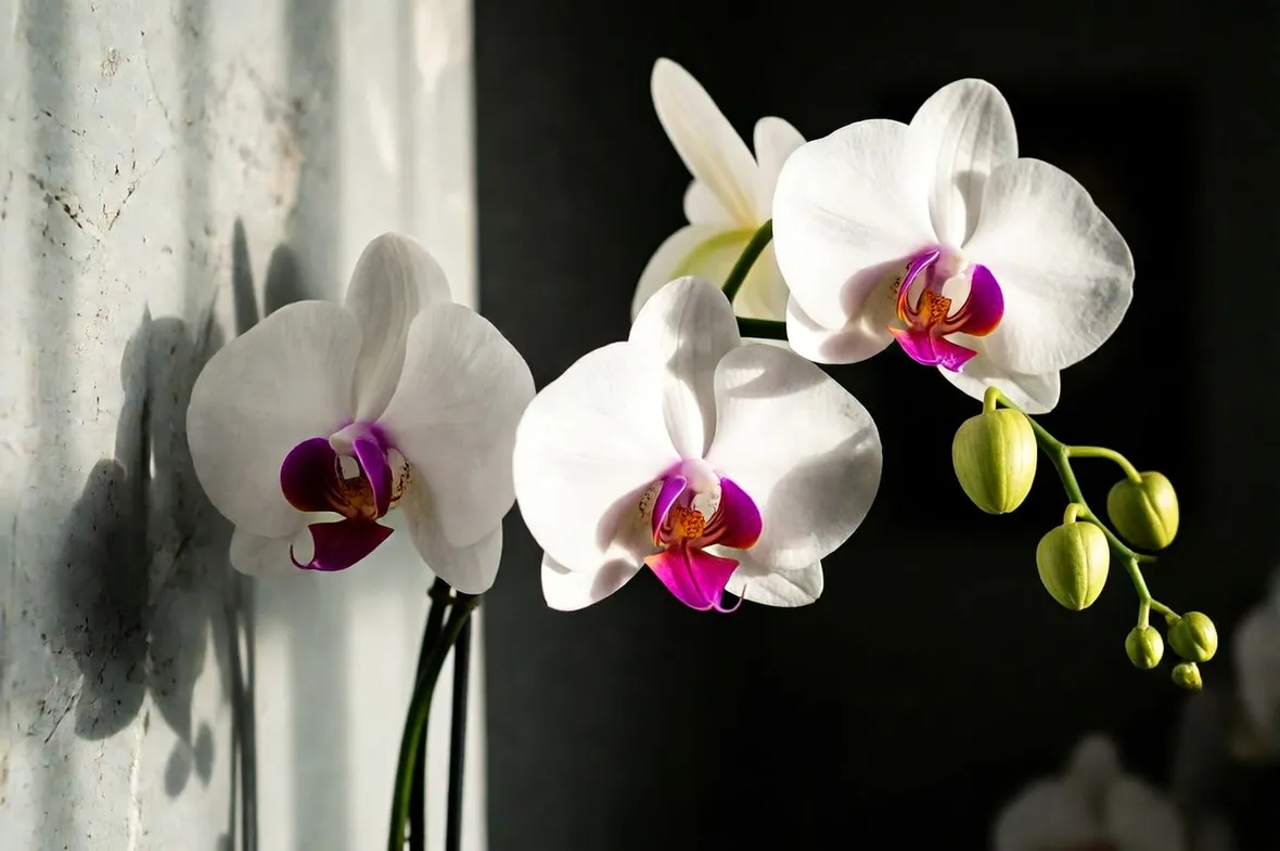 Irrigazione dell'Orchidea Phalaenopsis
