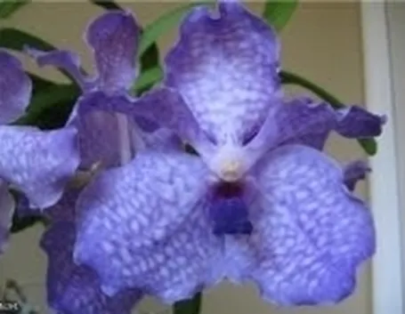 fiore viola.