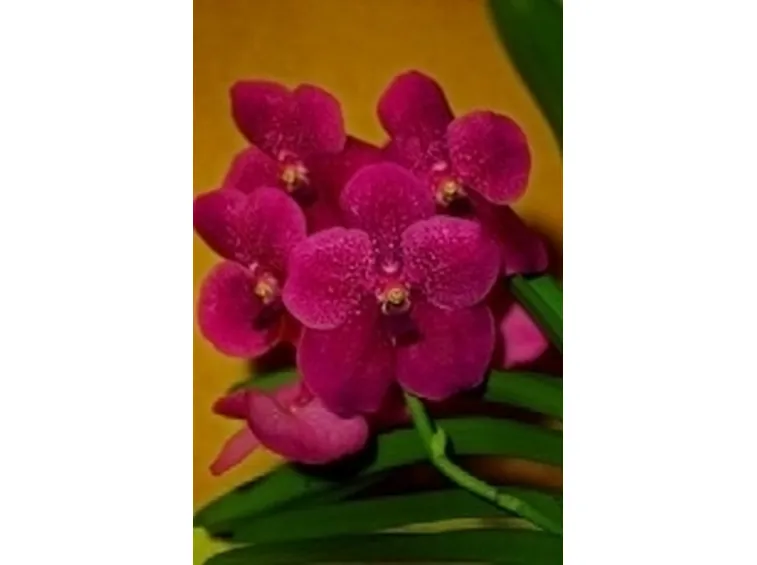 rosa fucsia orchidea.