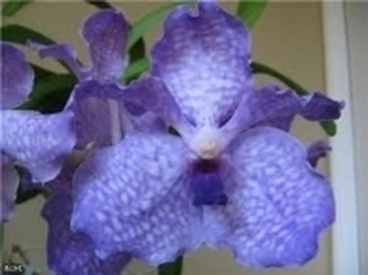 fiore viola.