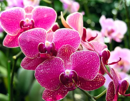 fiori orchidee