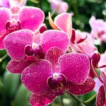 fiori orchidee