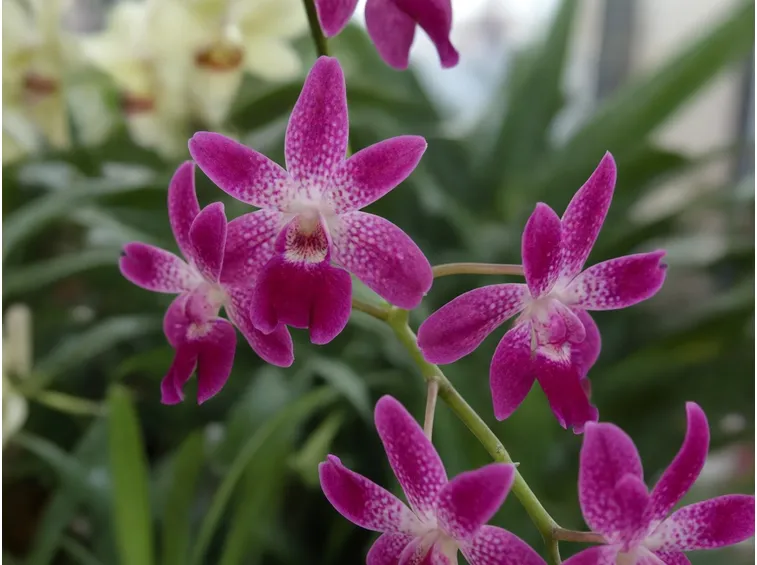 fiori orchidee