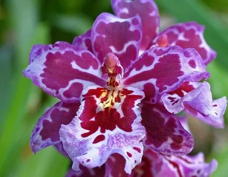 Orchidea Cambria porpora e rosa