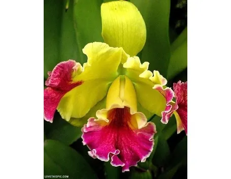 Orchiedee cattleya gialle e fucsia
