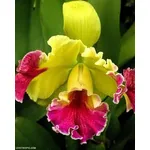 Orchiedee cattleya gialle e fucsia