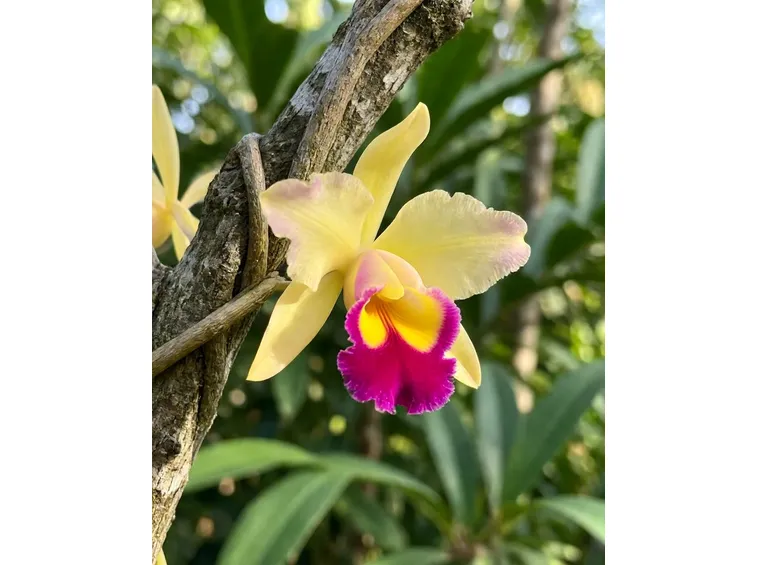 Orchiedee cattleya gialle e fucsia