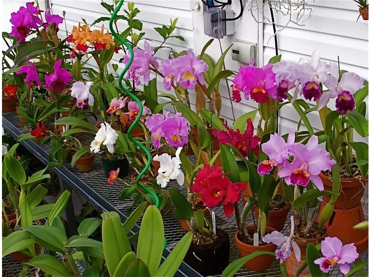 Coltivazione delle orchidee cattleya in serra