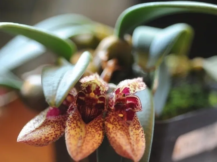 Cattleya in fiore