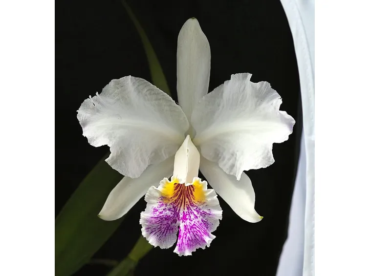 Orchidee cattleya dipinte