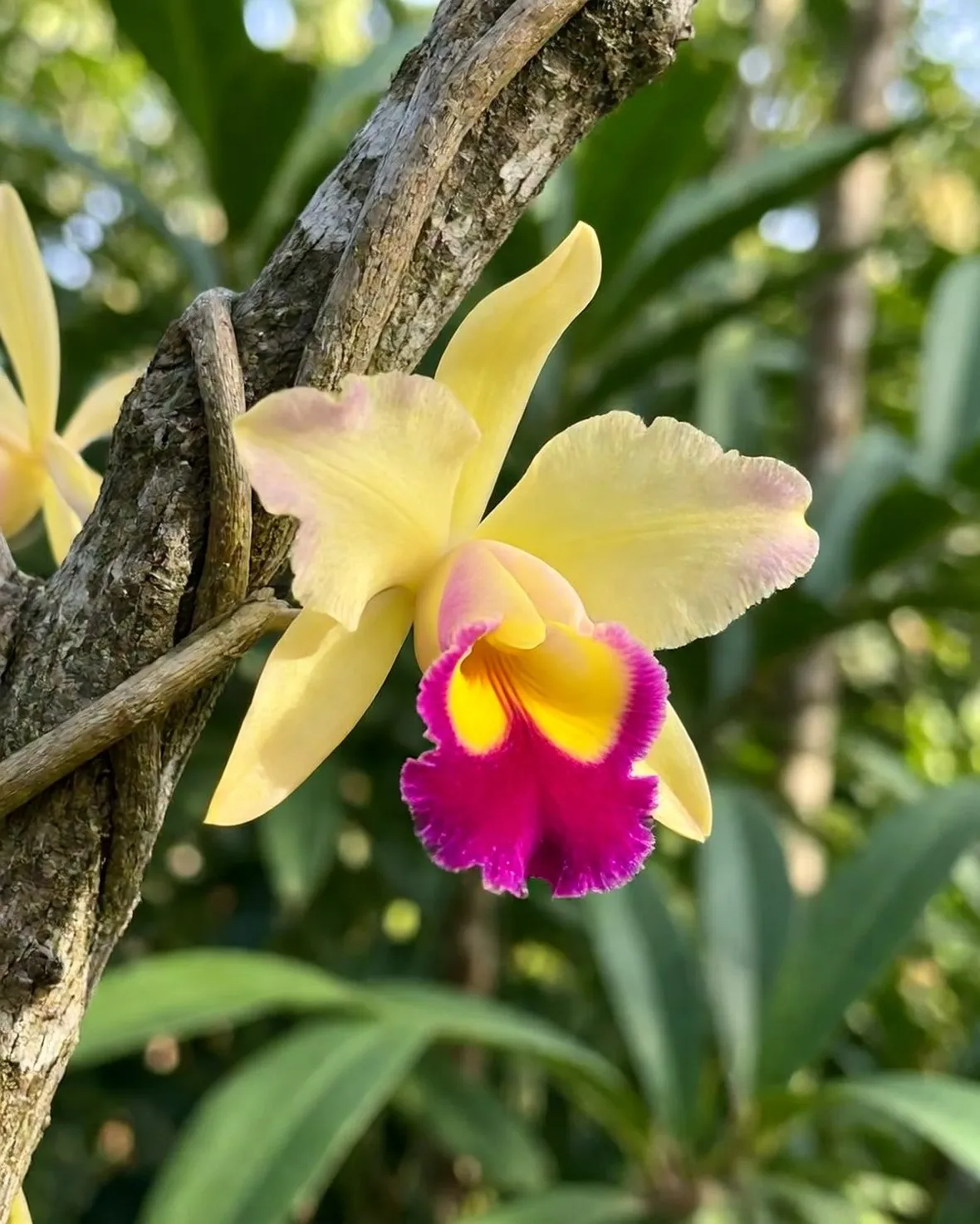 Orchiedee cattleya gialle e fucsia