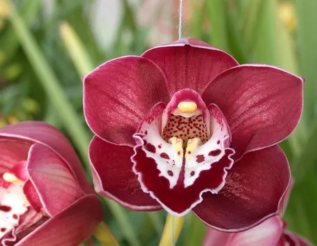 Fiore di orchidea Cymbidium