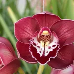 Fiore di orchidea Cymbidium