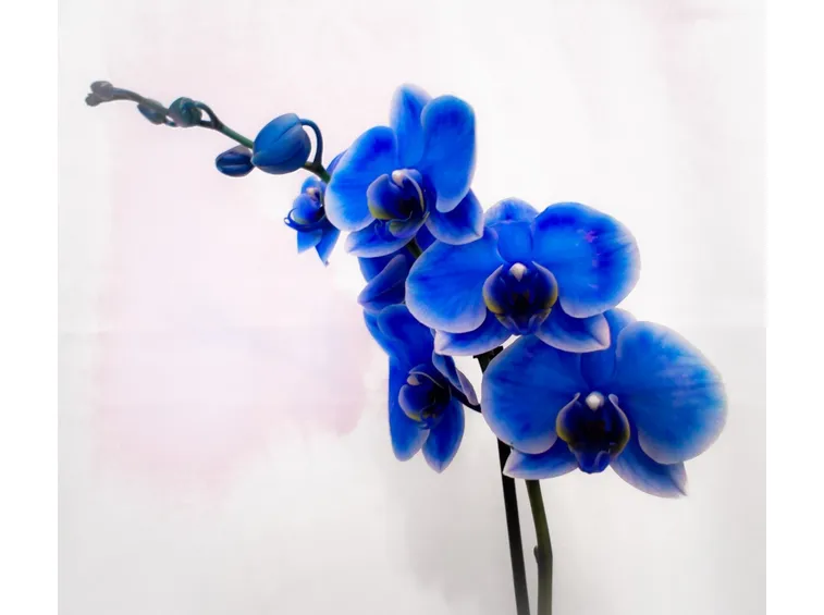 Fiore di orchideaa Phalaenopsis