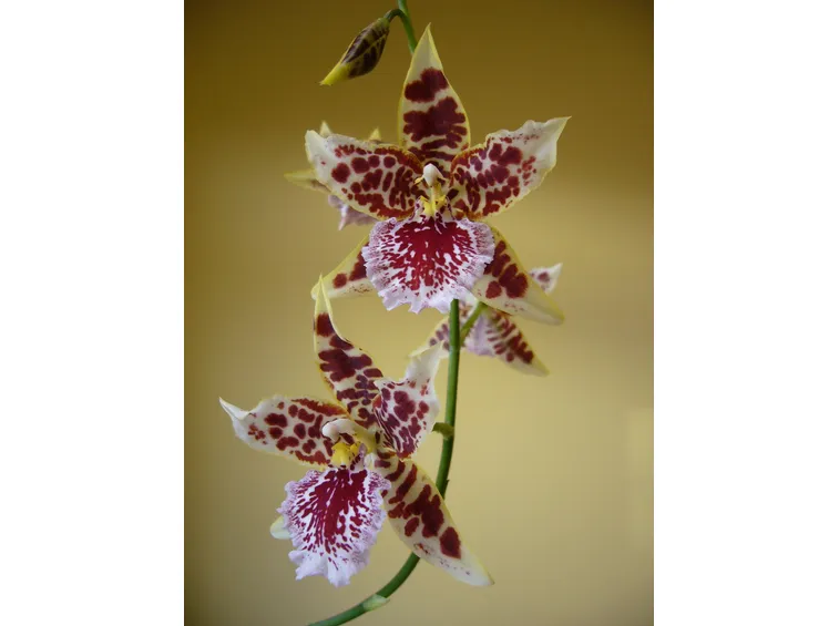 Fiore di orchidea Cambria