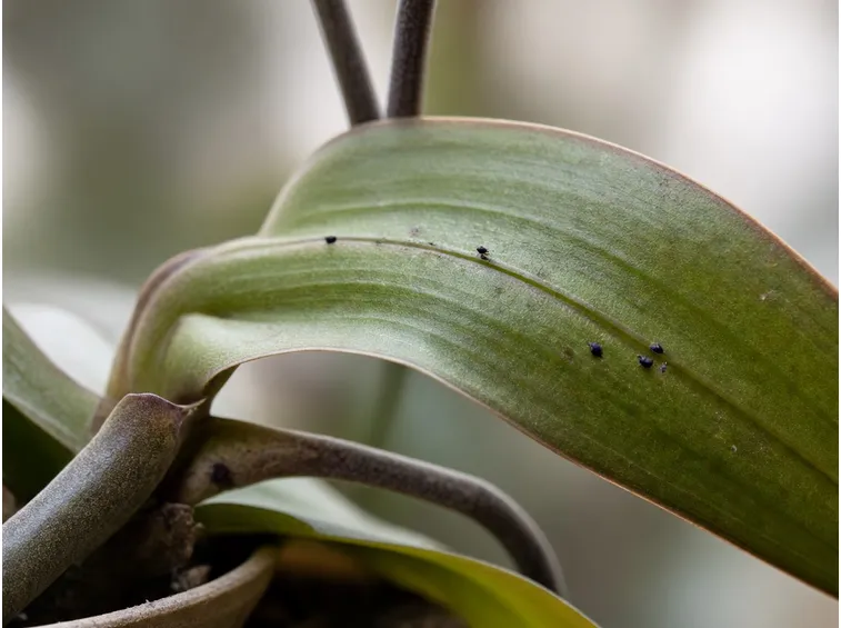 Orchidea infestata dai parassiti
