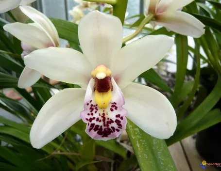Orchidee Cymbidium bianche