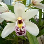 Orchidee Cymbidium bianche