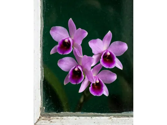 dendrobium rosa