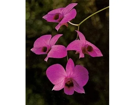 dendrobium rosa
