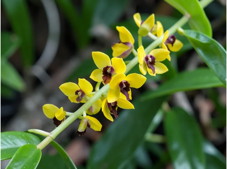 dendrobium bianco viola