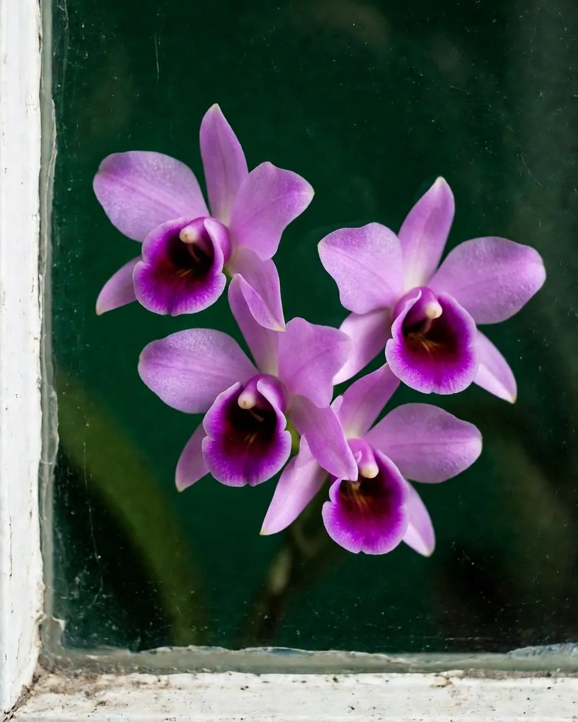 dendrobium rosa