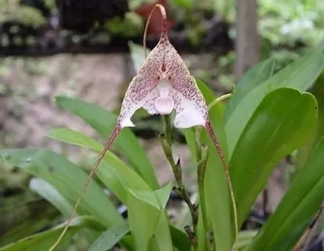 orchidea dracula.