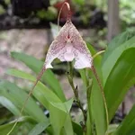 orchidea dracula.