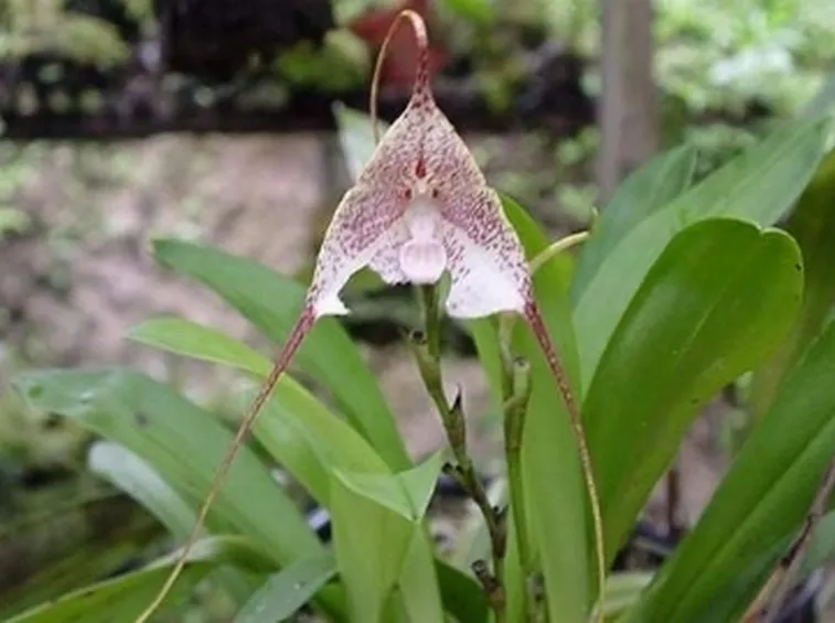 orchidea dracula.