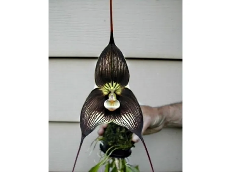 orchidea dracula fiore.
