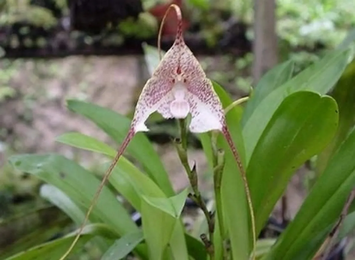 orchidea dracula.