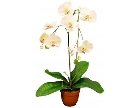 Orchidee da interno