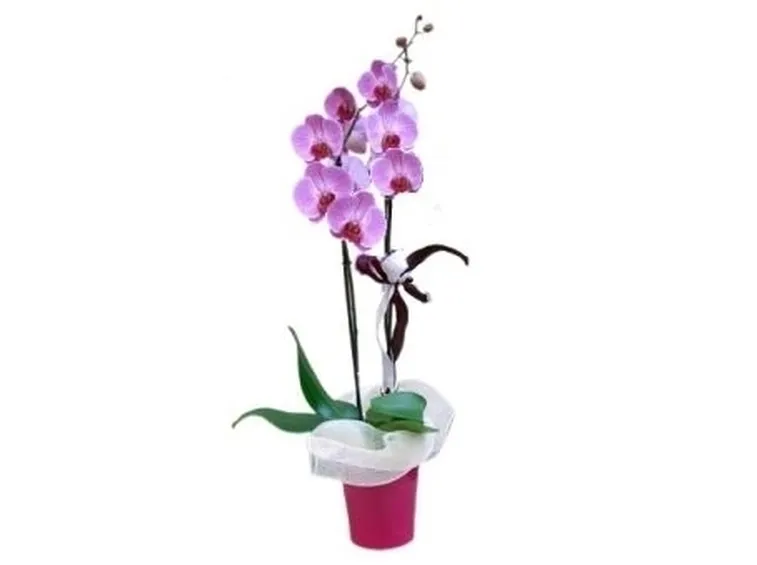 orchidea viola in vaso