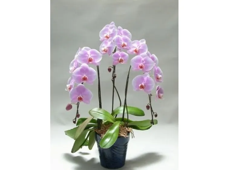 Orchidea coltivata in casa
