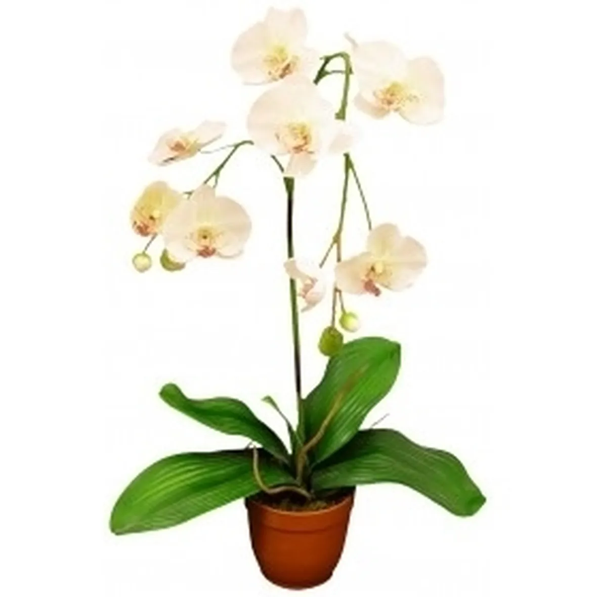 Orchidee da interno