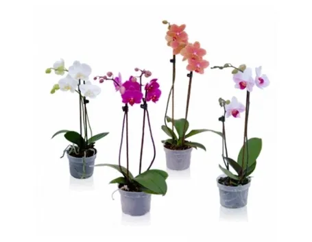Piante di orchidee phalaenopsis