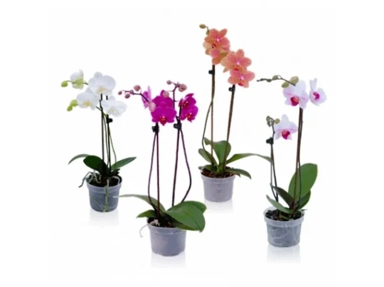 Piante di orchidee phalaenopsis