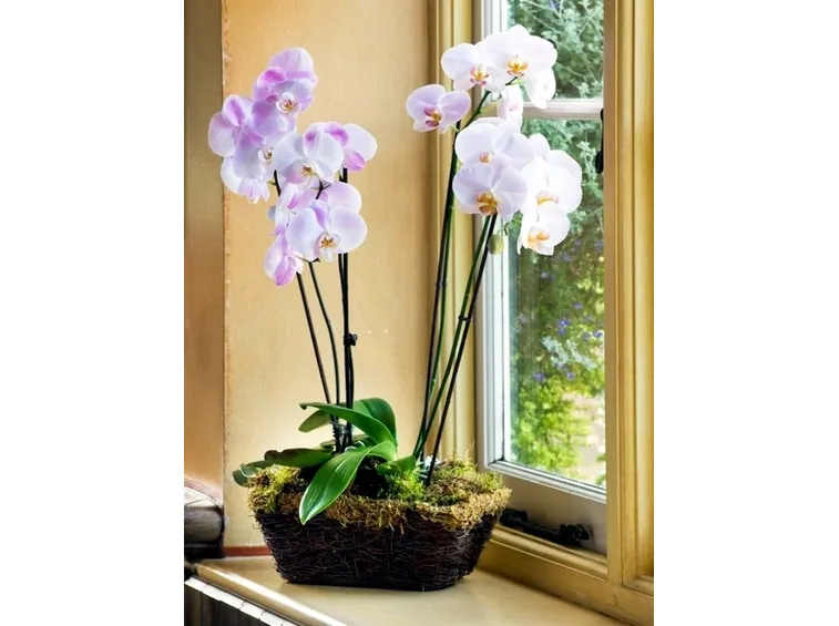 Pianta di orchidee vicina alla luce