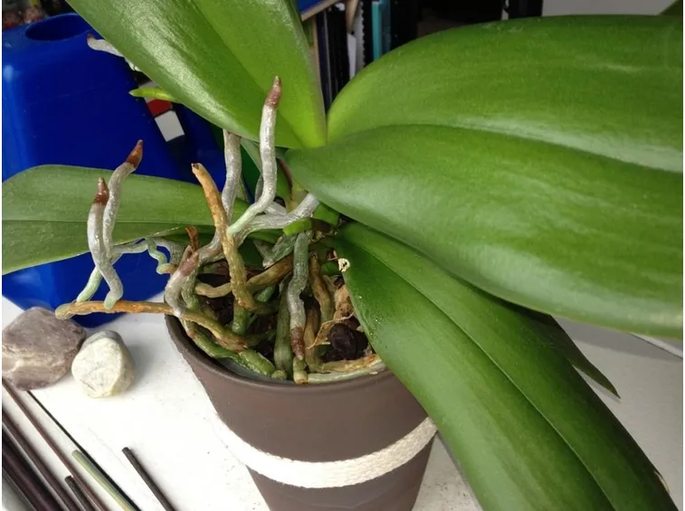 Radici aeree della pianta di orchidee