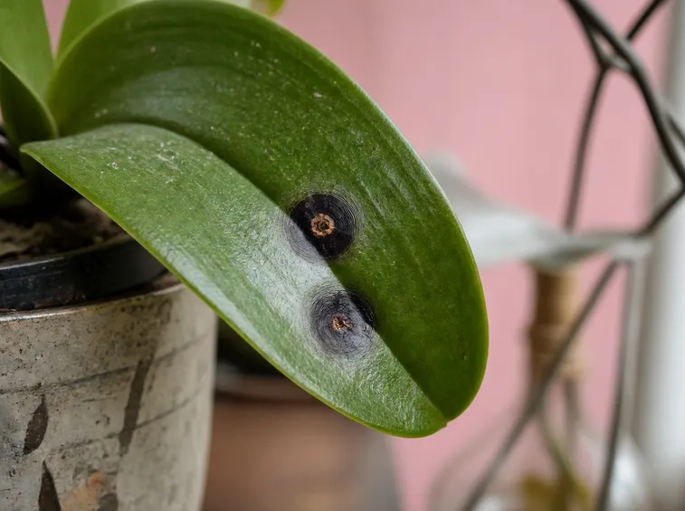 Pianta di orchidea colpita da malattia fungina