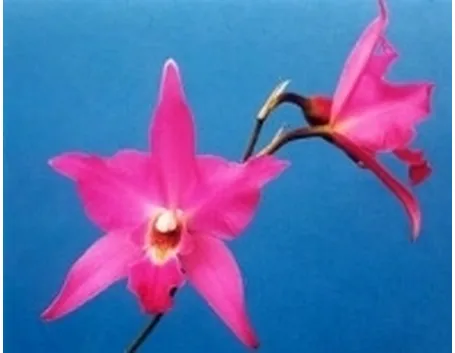 laelia rosa