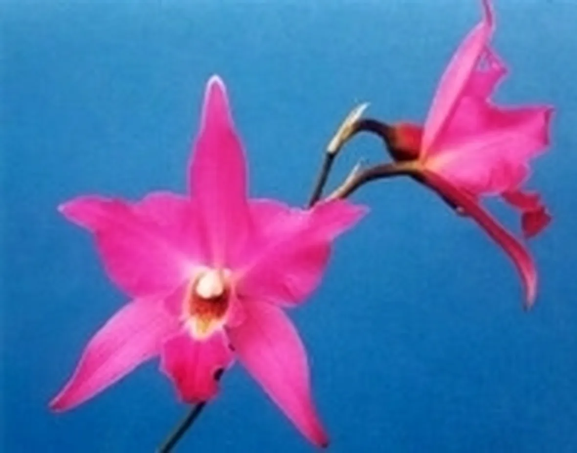 laelia rosa