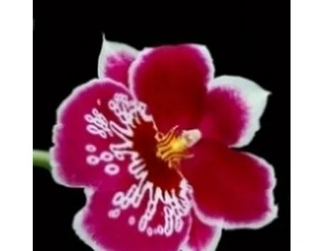 miltonia rossa.
