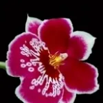 miltonia rossa.